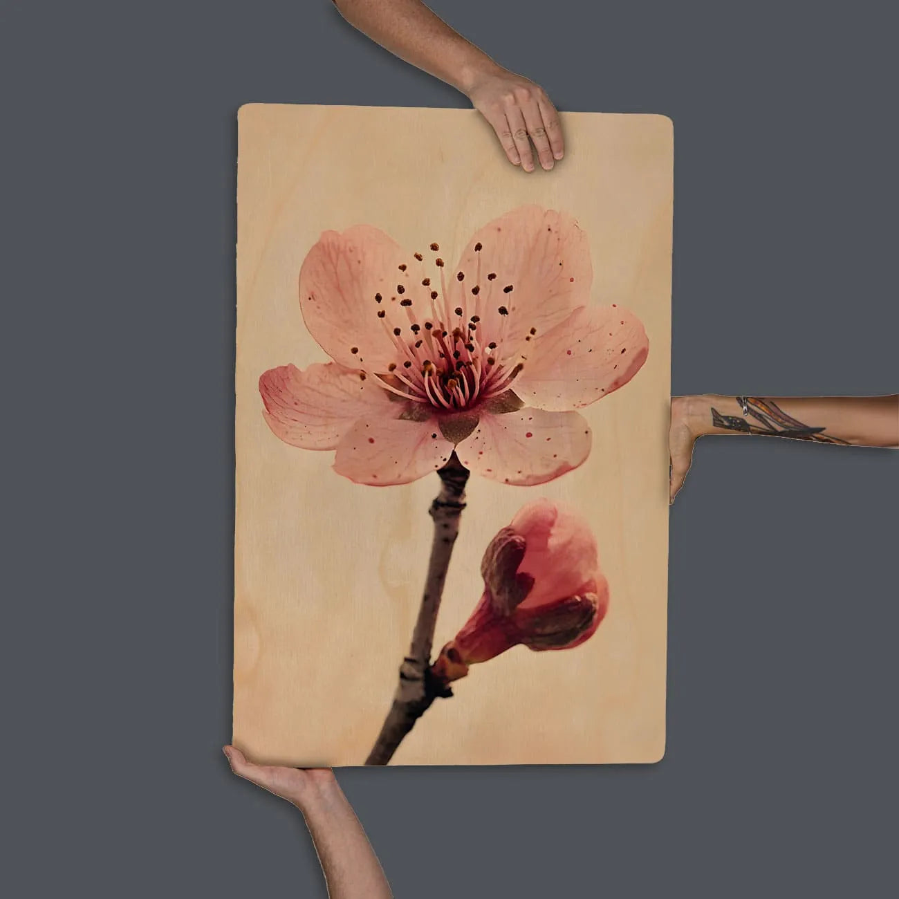 Quadro Decorativo  - Flor de Cerejeira