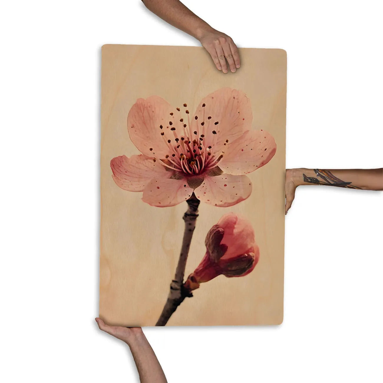 Quadro Decorativo  - Flor de Cerejeira